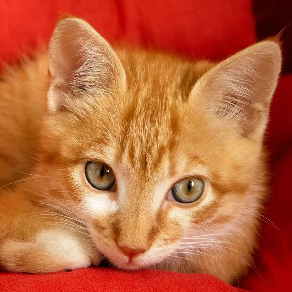 Red hired Kitten — Stock Photo, Image