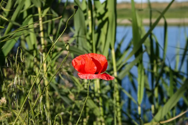붉은 양귀비 꽃 스톡 사진