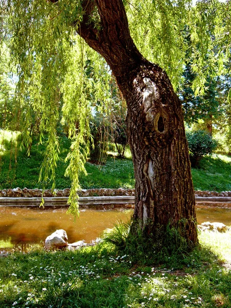 Alte Weide im Park — Stockfoto