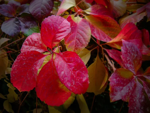 Hojas rojas en otoño Imagen De Stock
