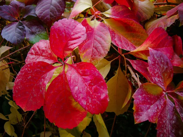 Κόκκινα φύλλα το φθινόπωρο — Φωτογραφία Αρχείου