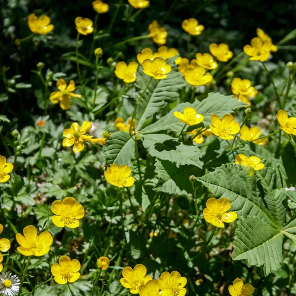 Sarı kır çiçekleri — Stok fotoğraf
