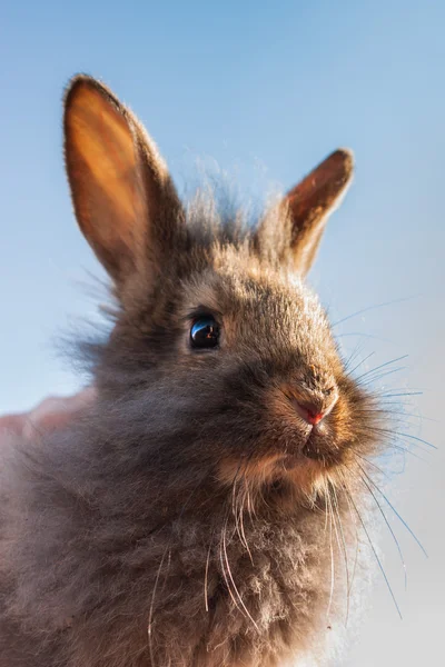 Conejo gris esponjoso — Foto de Stock