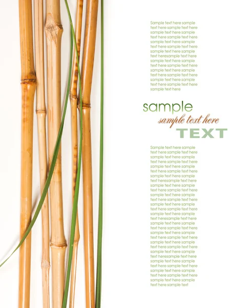 O bambu é isolado em um fundo branco — Fotografia de Stock