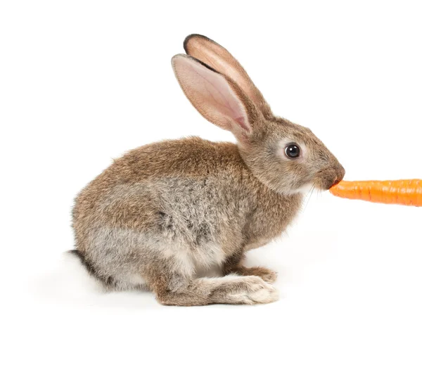 Kanin med morot — Stockfoto