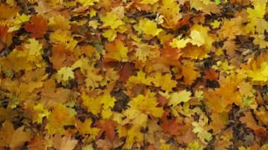 Sonbahar sarı akçaağaç yaprakları