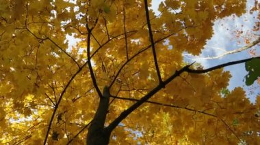 Sonbahar sarı akçaağaç yaprakları