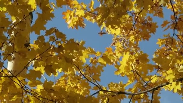 Hojas de arce amarillo otoño — Vídeos de Stock