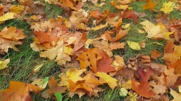 Outono Folhas Bordo Amarelas Conceito Natureza — Vídeo de Stock