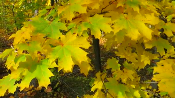 Sonbahar sarı akçaağaç yaprakları — Stok video
