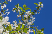 Картина, постер, плакат, фотообои "цветение вишневых цветов весной с зелеными листьями
", артикул 126167840