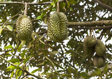 Tayland nefesi Kha-Rahibe