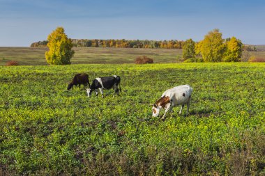Yeşil çayırlarda otlayan inekler