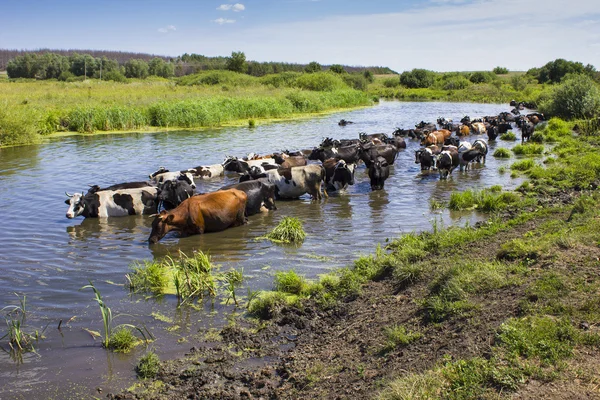 Krowy przebrnąć krzyż rzeki — Zdjęcie stockowe