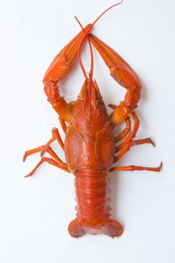 Haşlanmış kırmızı ıstakoz