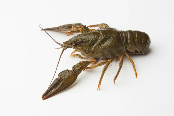 Heap of live crawfish — Stock Photo, Image