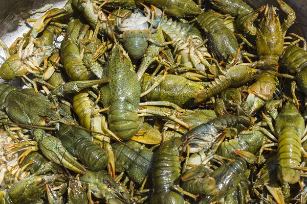 Montón de cangrejos vivos — Foto de Stock