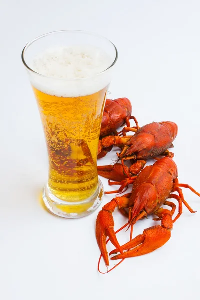 Червоний омарів зі склянкою пива — стокове фото