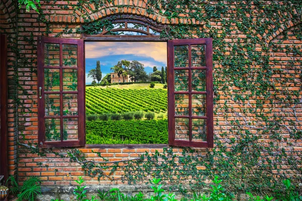 Вид на итальянские виноградники — стоковое фото