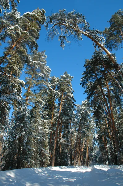 Winterkiefernwald — Stockfoto