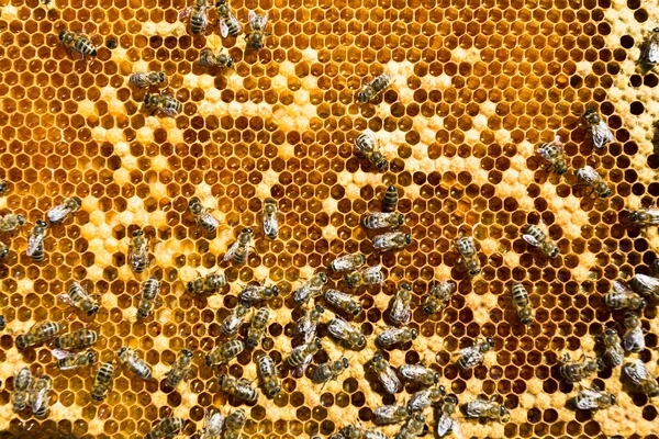 Pracovní včely na medových buňkách — Stock fotografie