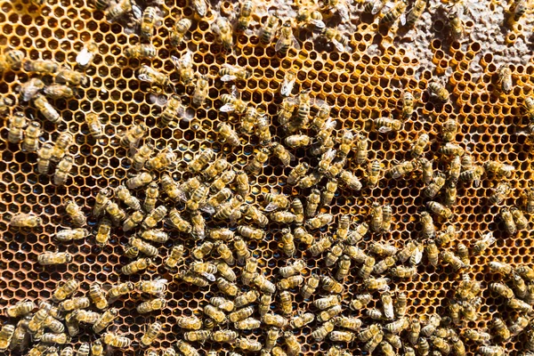 Arbeitsbienen an Honigzellen — Stockfoto