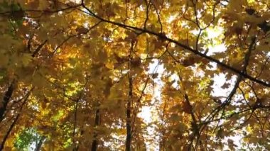 sonbaharda sarı maple orman