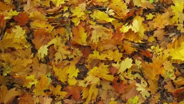 Feuilles d'érable jaune d'automne