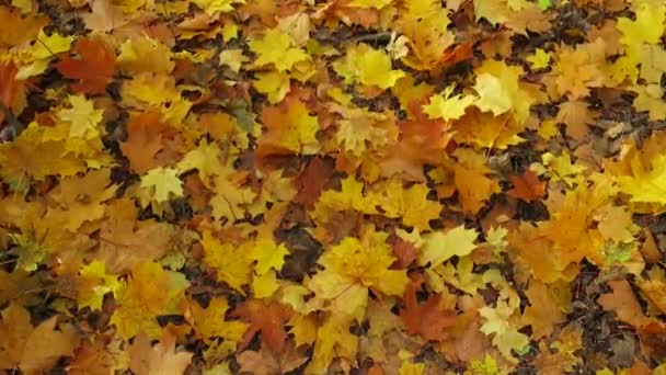 Autumn yellow maple leaves — Stock Video