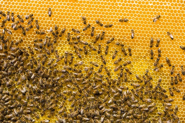 Abejas de trabajo en celdas de miel — Foto de Stock