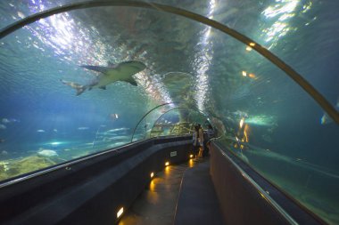 Loro parque akvaryumdaki su tüneli