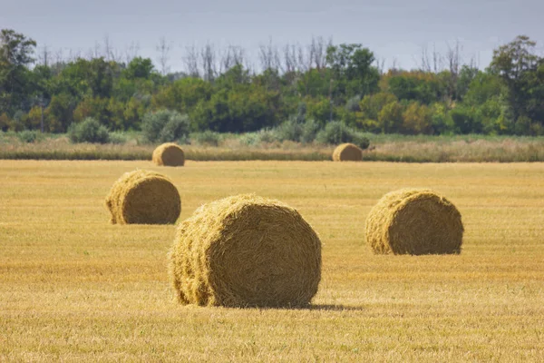 The rolls of straw in the summer — Stock Photo, Image