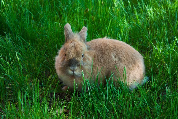 Králík na zeleném trávníku — Stock fotografie