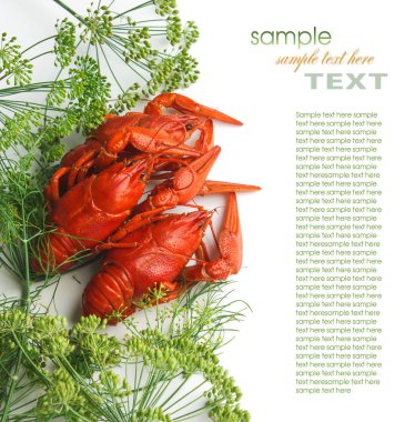 dereotu ile haşlanmış kerevit 