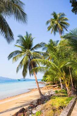 Güzel tropikal plaj