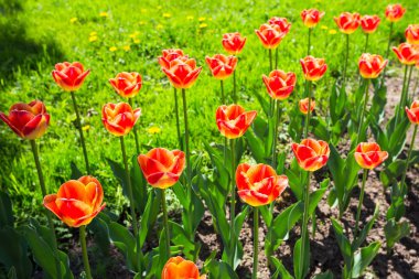 yeşil çayır üzerinde kırmızı lale ile bahçe yatak