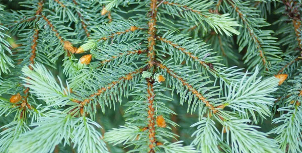 Grüne Fichtennadeln am Ast im Frühsommer — Stockfoto