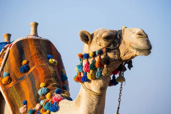 De snuit van de Afrikaanse kameel — Stockfoto