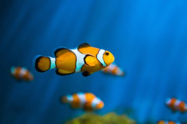 Ulusal Oşinografi Müzesi Viet bir akvaryumda balık