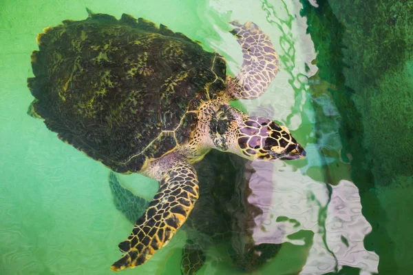 Deniz kaplumbağaları Ulusal getirteceğiz Müzesi havuzunda — Stok fotoğraf