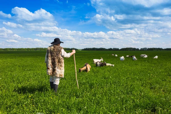 Herde och getter — Stockfoto