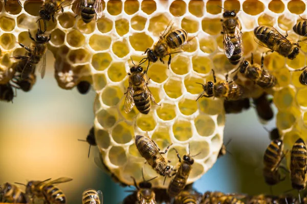 Abejas de trabajo en celdas de miel —  Fotos de Stock