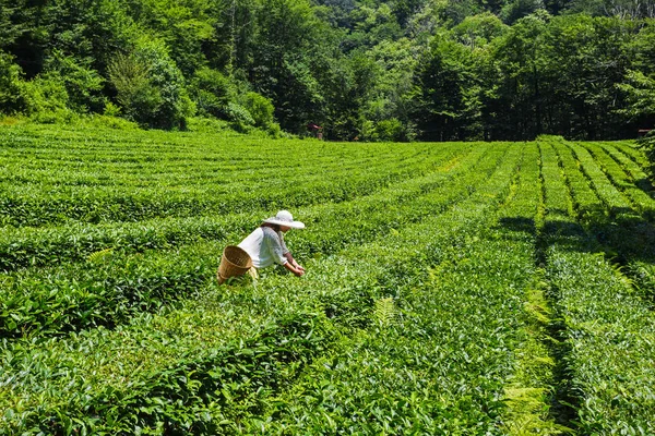 Junge Frau sammelt Tee auf der Plantage — Stockfoto