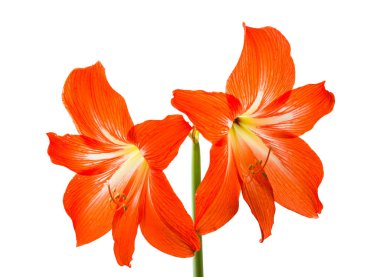 The two lily