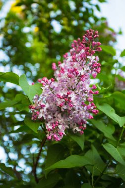 Bahar leylak çiçekleri