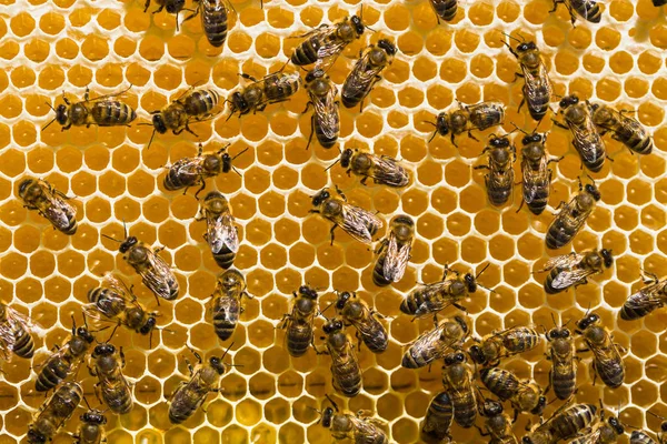 Abejas de trabajo en celdas de miel —  Fotos de Stock