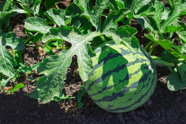 Yazın karpuzlar yeşil karpuz tarlasında