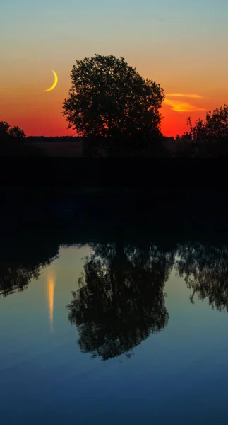 Tree on the shore of lake at sunset — Stock Photo, Image