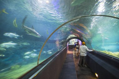 Loro parque akvaryumdaki su tüneli