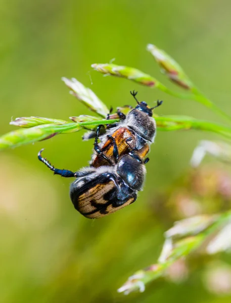 Bruin kevers op een sprietje gras — Stockfoto